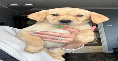 Labrador Retriever dogs - Advert 4