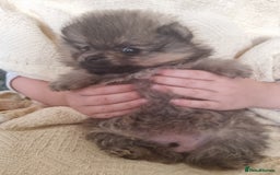 Pomeranian dogs for sale: Beautiful pomeranian male puppies  - Image 2