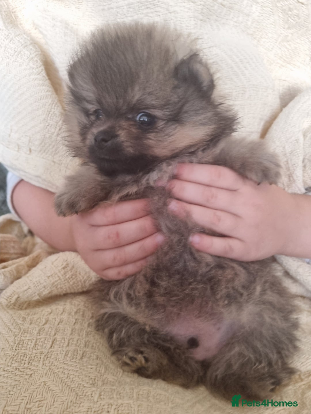 Pomeranian dogs for sale: Beautiful pomeranian male puppies  - Image 2