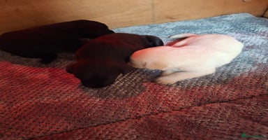 Labrador Retriever dogs - Advert 3