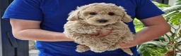 Poochon dogs for sale: Health-Tested Poochon Puppies – Ready NOW - Advert 16