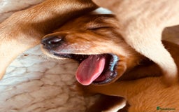 Labrador Retriever dogs for sale: Very dark Fox Red Labrador puppies - Image 11