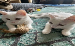 Mixed Breed cats for adoption: Meet Sherbet and Sugar – Two Sweet Sister - Image 1