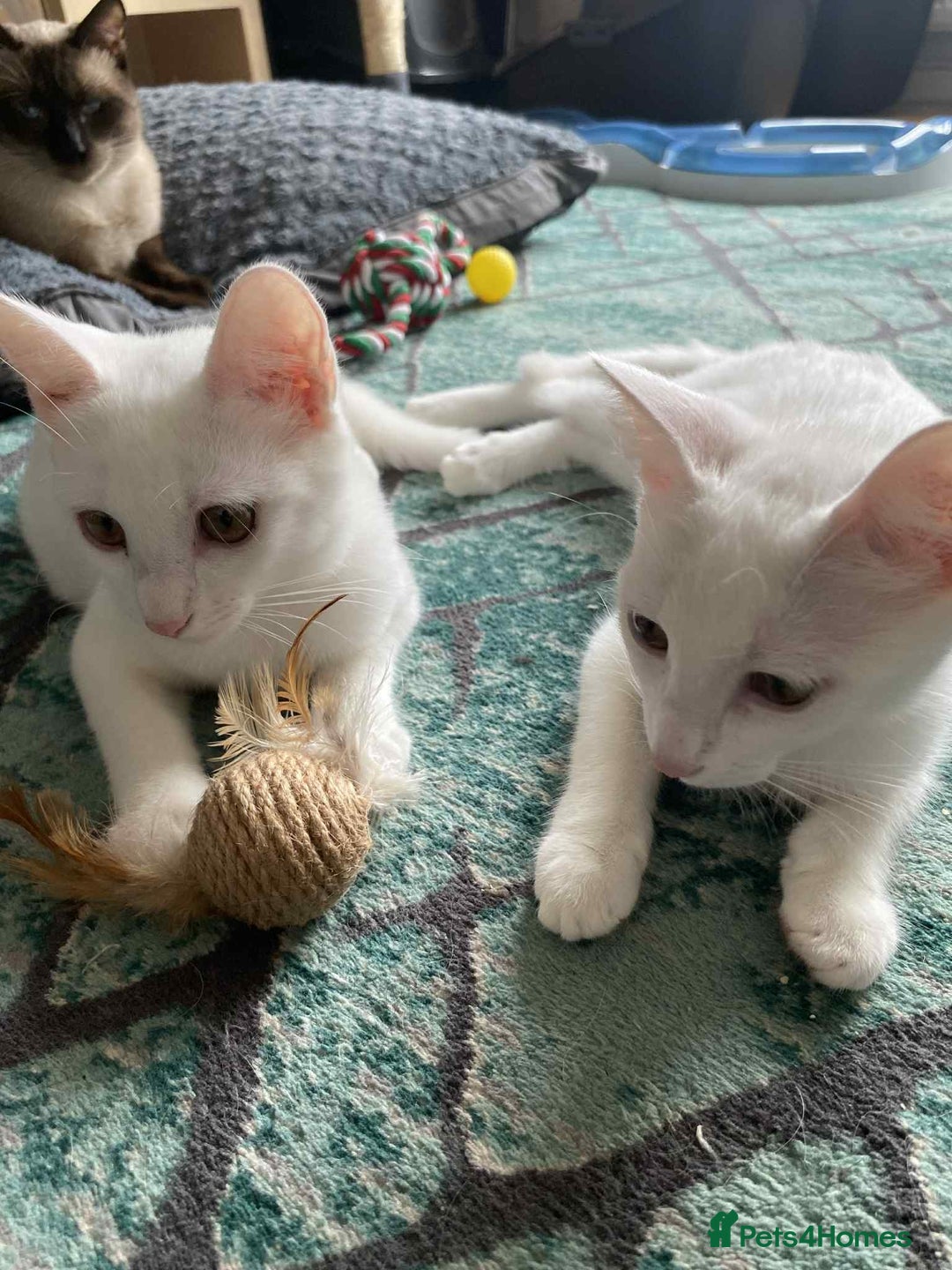 Mixed Breed cats for adoption: Meet Sherbet and Sugar – Two Sweet Sister - Image 1