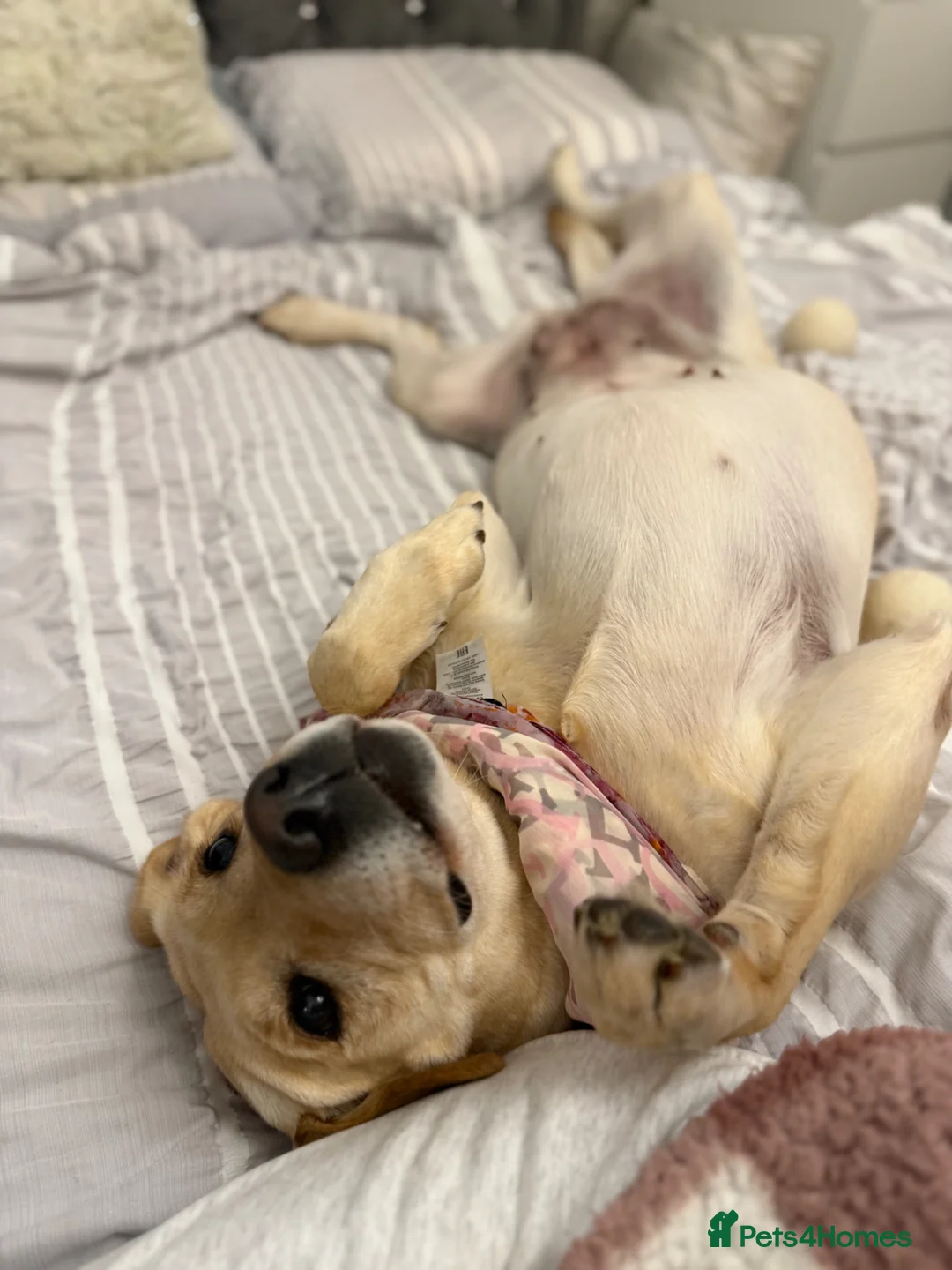 Labrador Retriever dogs for sale: 🐾 BELLA IS LOOKING FOR A NEW HOME🐾  - Advert 7