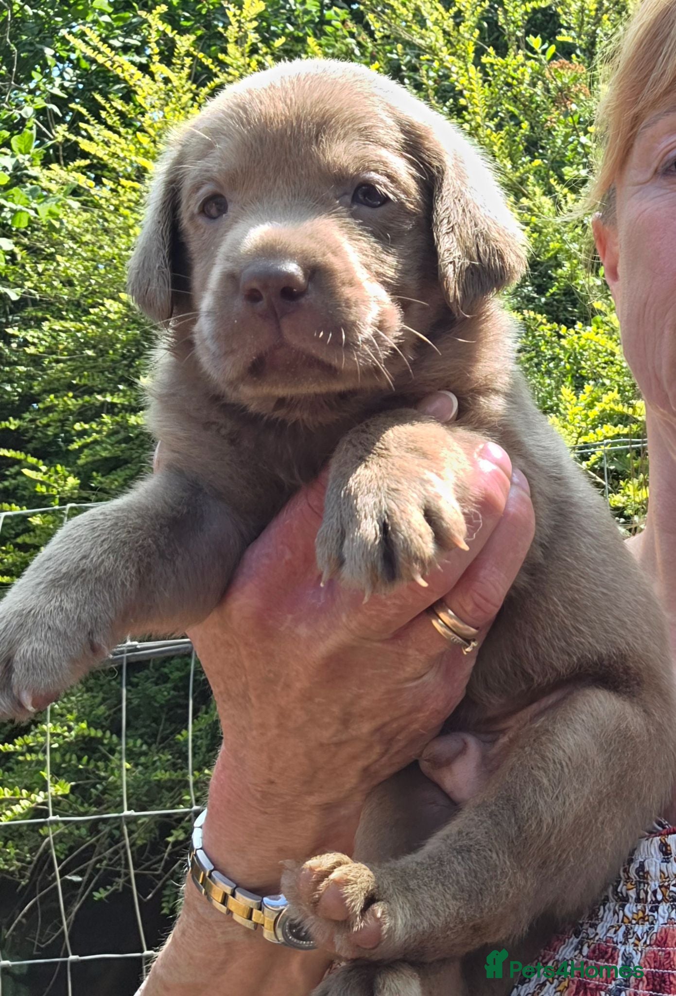 Labrador Retriever dogs Beautiful KC Silver Labradors  - Advert 2