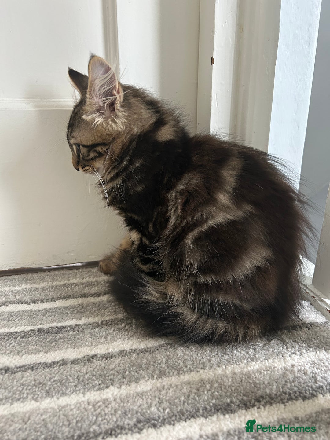 British Longhair cats for sale: Fluffy Male Kitten - Advert 9