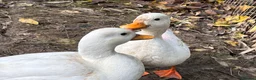 Mixed Breed birds for sale: Call ducks in Crediton - Advert 4