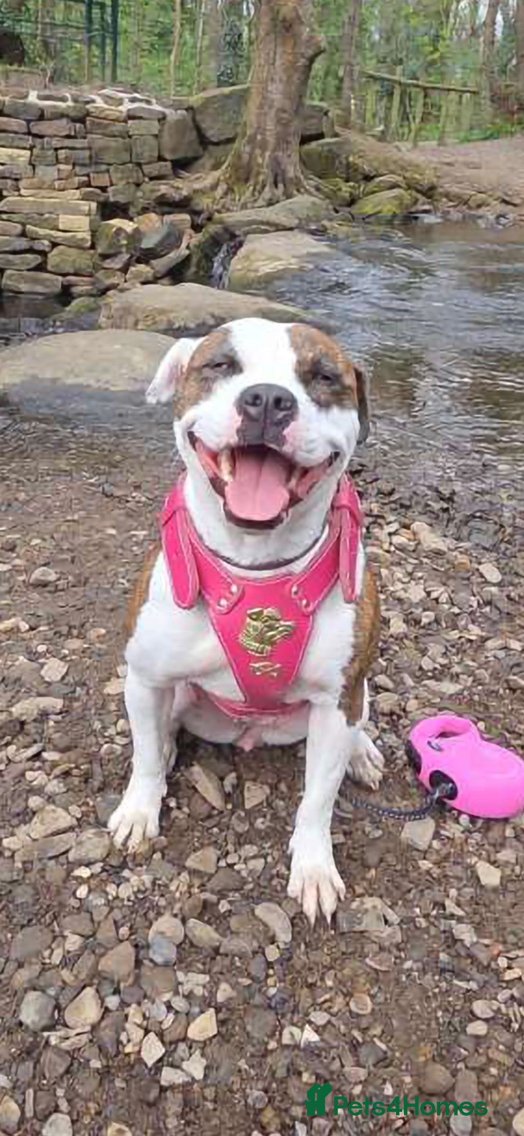 Mixed Breed dogs Staffy + cane course - Advert 2