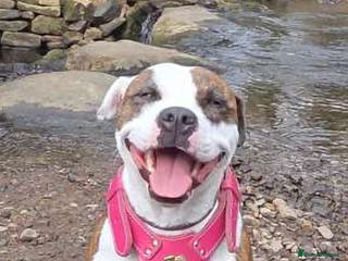 Mixed Breed dogs Staffy + cane course - Advert 2