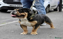 English Bulldog dogs for sale: English bulldogs! SERIOUS DNA  - Image 10