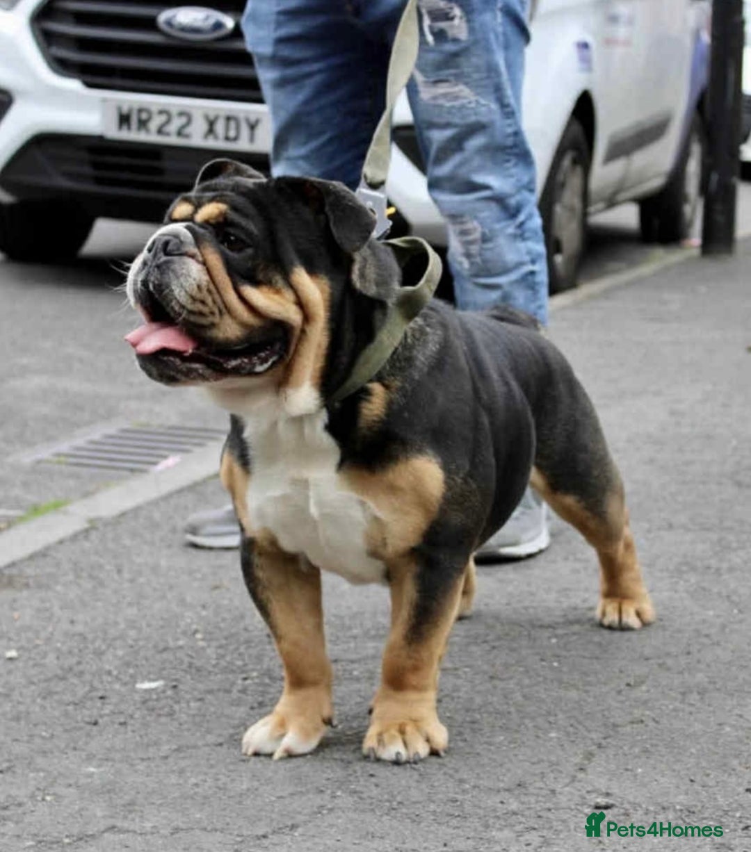 English Bulldog dogs for sale: English bulldogs! SERIOUS DNA  - Image 10