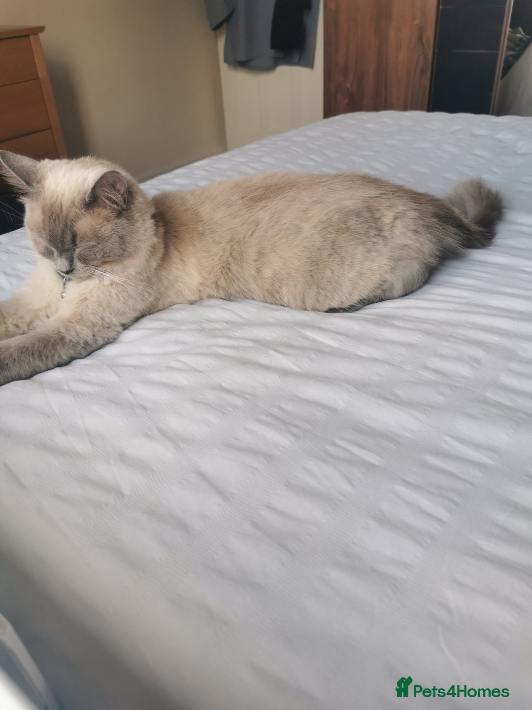 Ragdoll cats for sale: Ragdoll Male Cat - Image 5