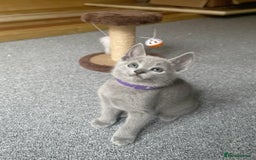 Russian Blue cats for sale: Russian Blue Kittens – Full Pedigree, TICA Parents - Image 8