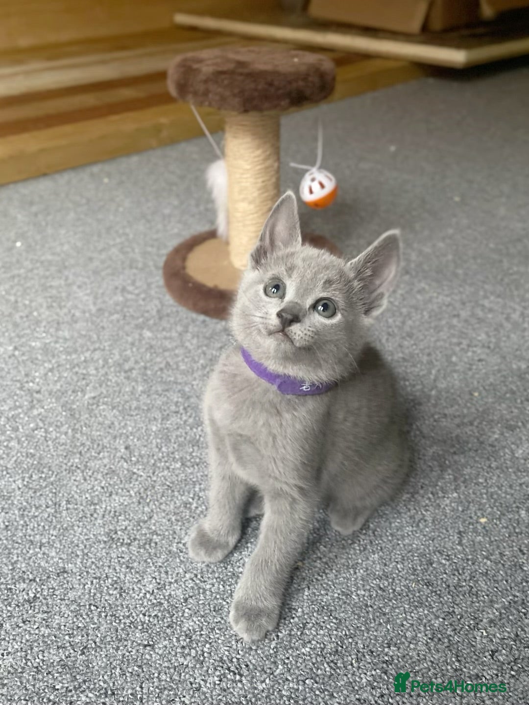 Russian Blue cats for sale: Russian Blue Kittens – Full Pedigree, TICA Parents - Image 8