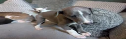 Whippet dogs for sale: Super friendly KC registered whippet pups - Advert 6