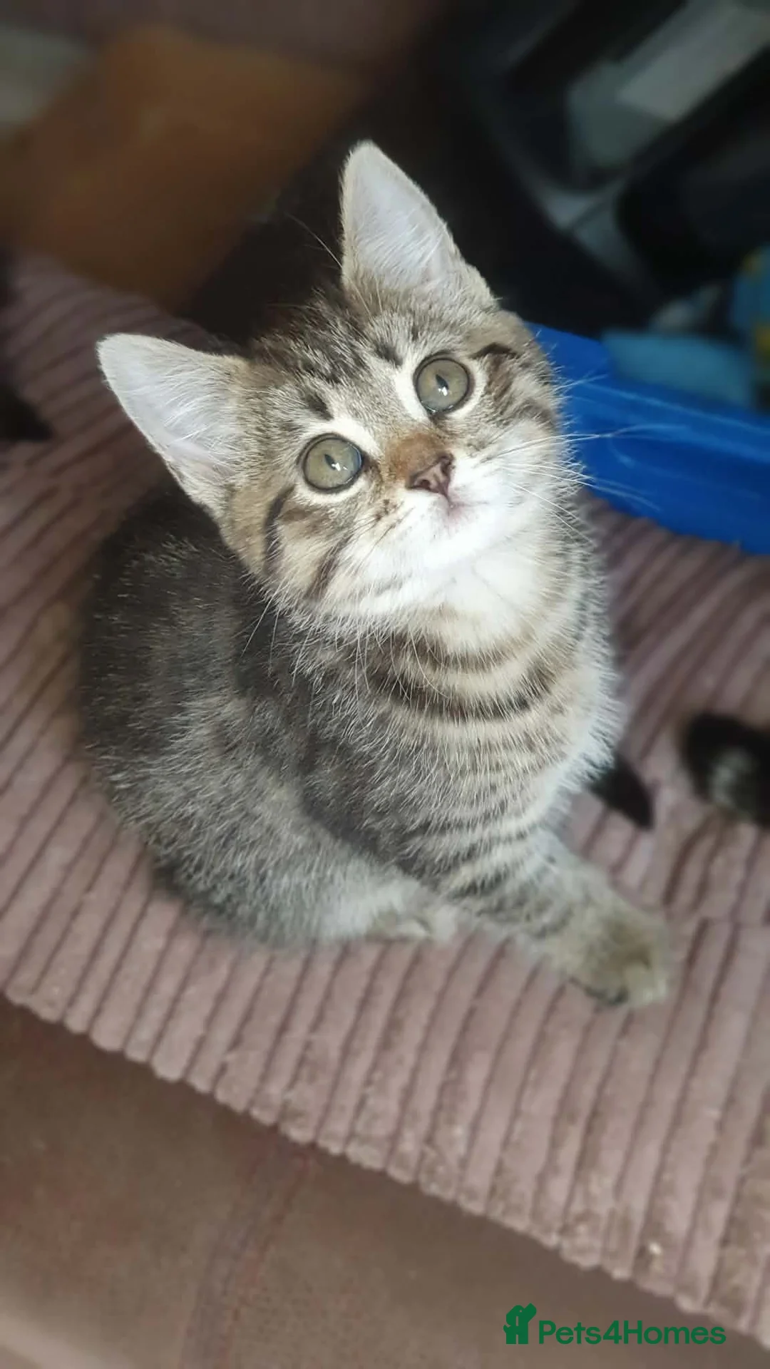 Mixed Breed cats for sale: Kittes  in Huddersfield - Advert 1