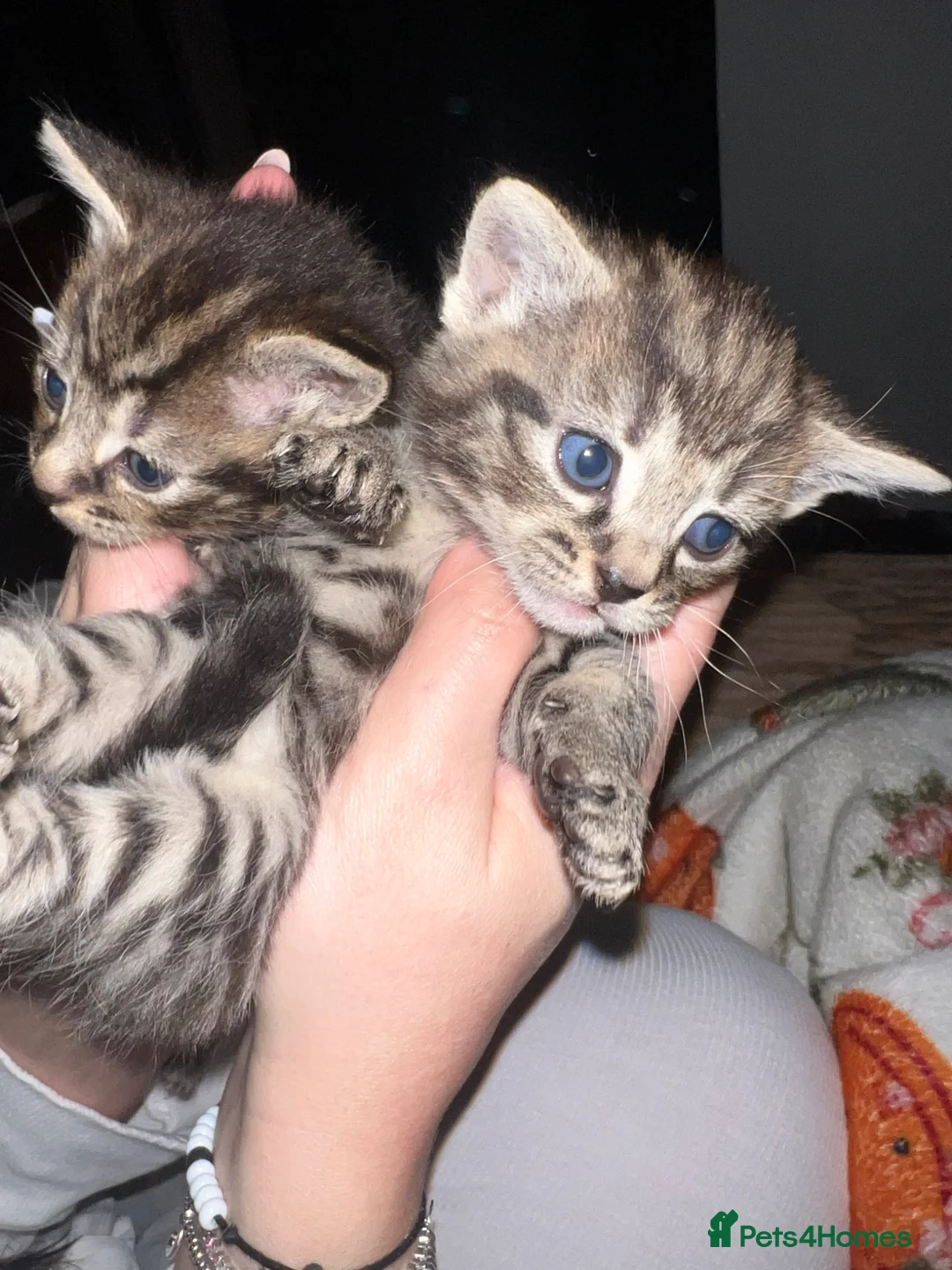 Mixed Breed cats for sale: Kittens ready to go in Cardiff - Advert 5