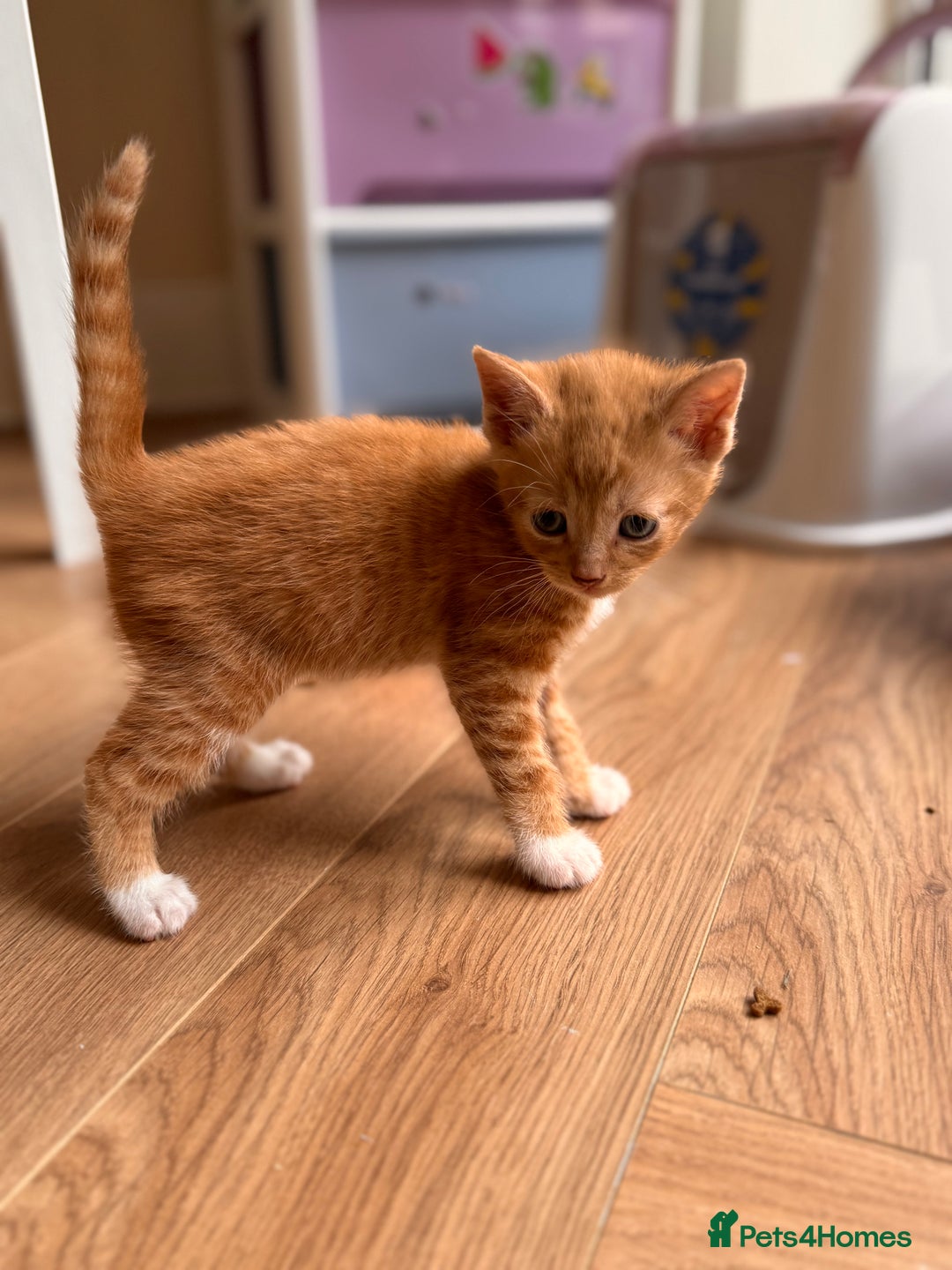 Mixed Breed cats for sale: Kittens ready now  - Advert 8