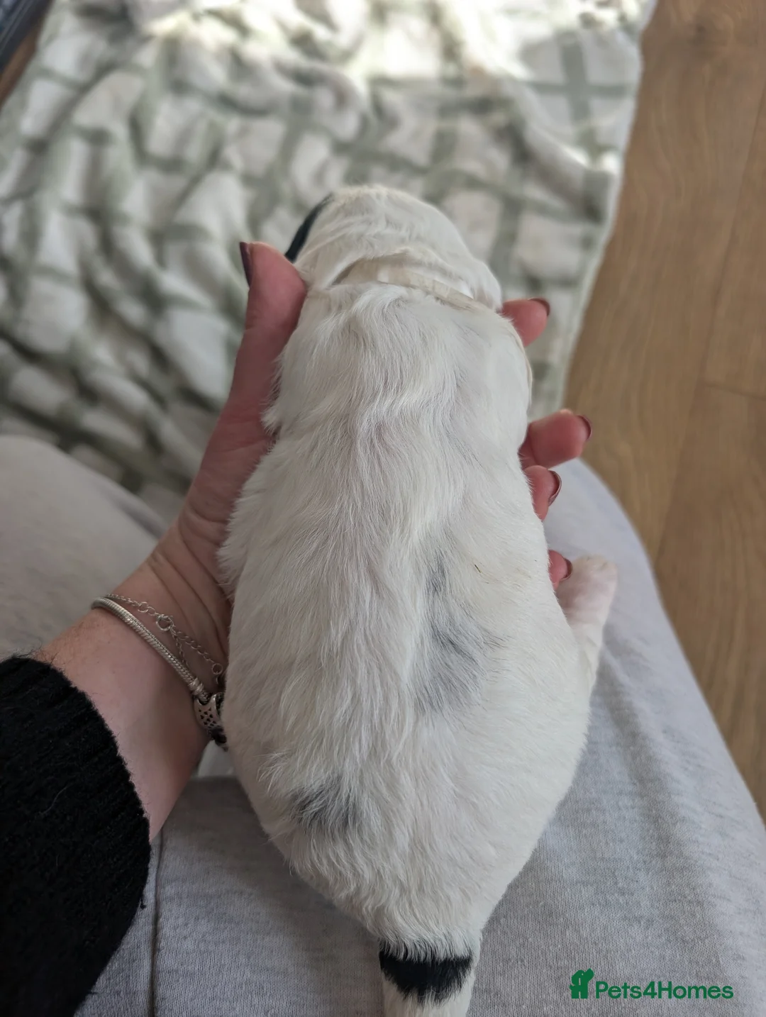 Cockapoo dogs for sale: Beautiful little of 5 Cockerpoos - Advert 23