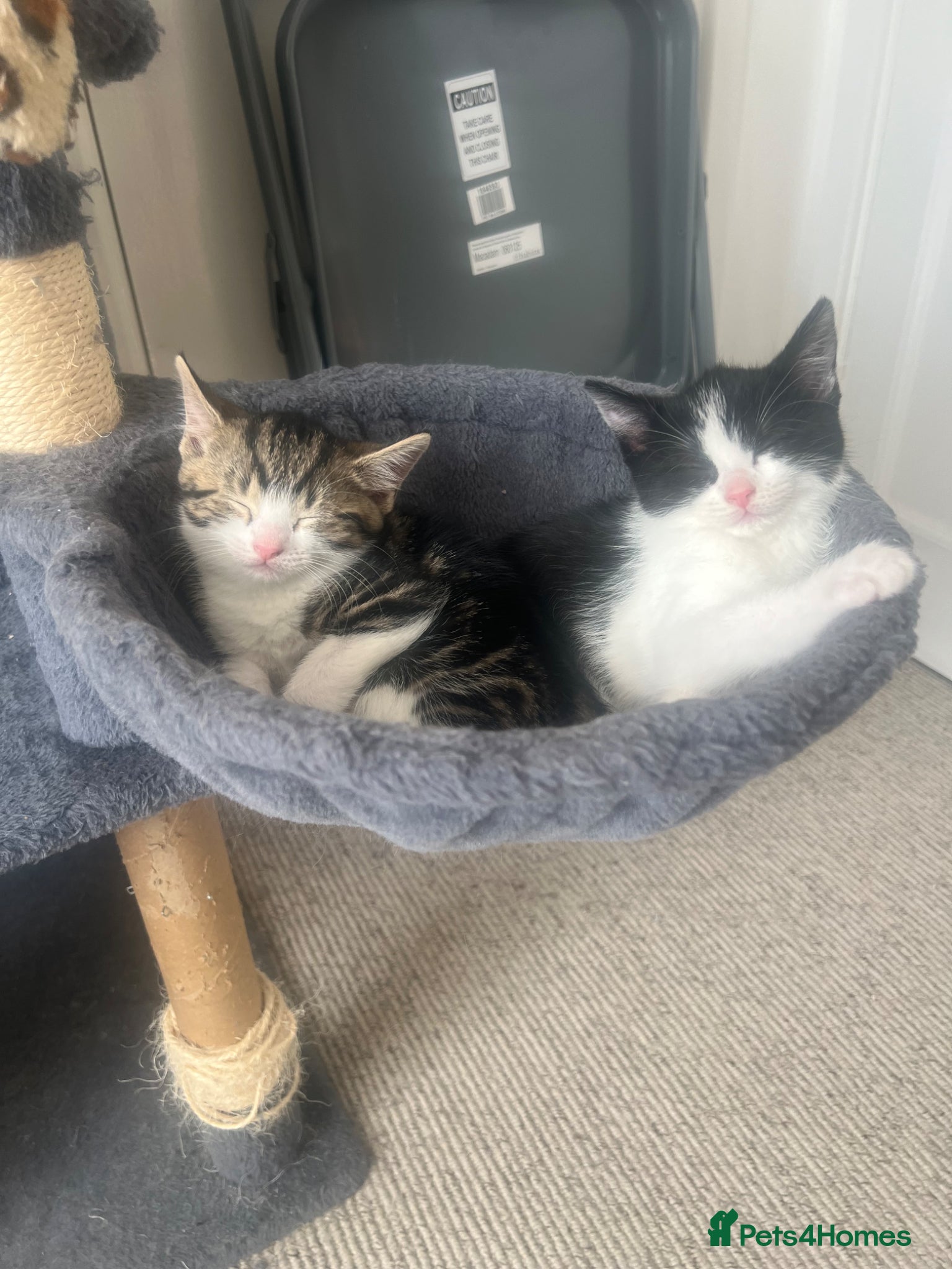 Mixed Breed cats 2 beautiful kittens - Advert 18