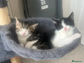 Mixed Breed cats 2 beautiful kittens - Advert 18