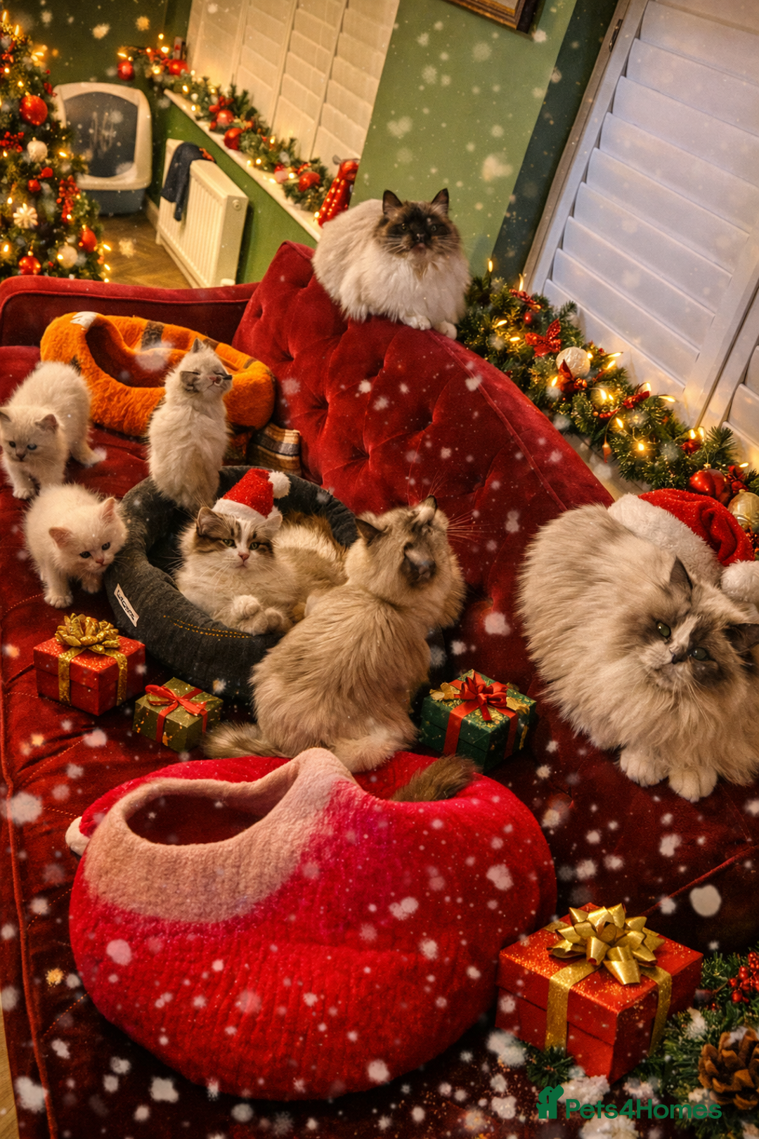 Ragdoll cats for sale: GCCF Ragdoll Kittens. Champion lines  - Advert 18