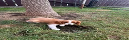 Cavalier King Charles Spaniel dogs for sale: Cavalier King Cha - Advert 18