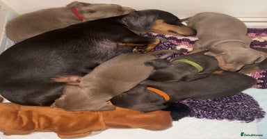 Dachshund dogs - Advert 4