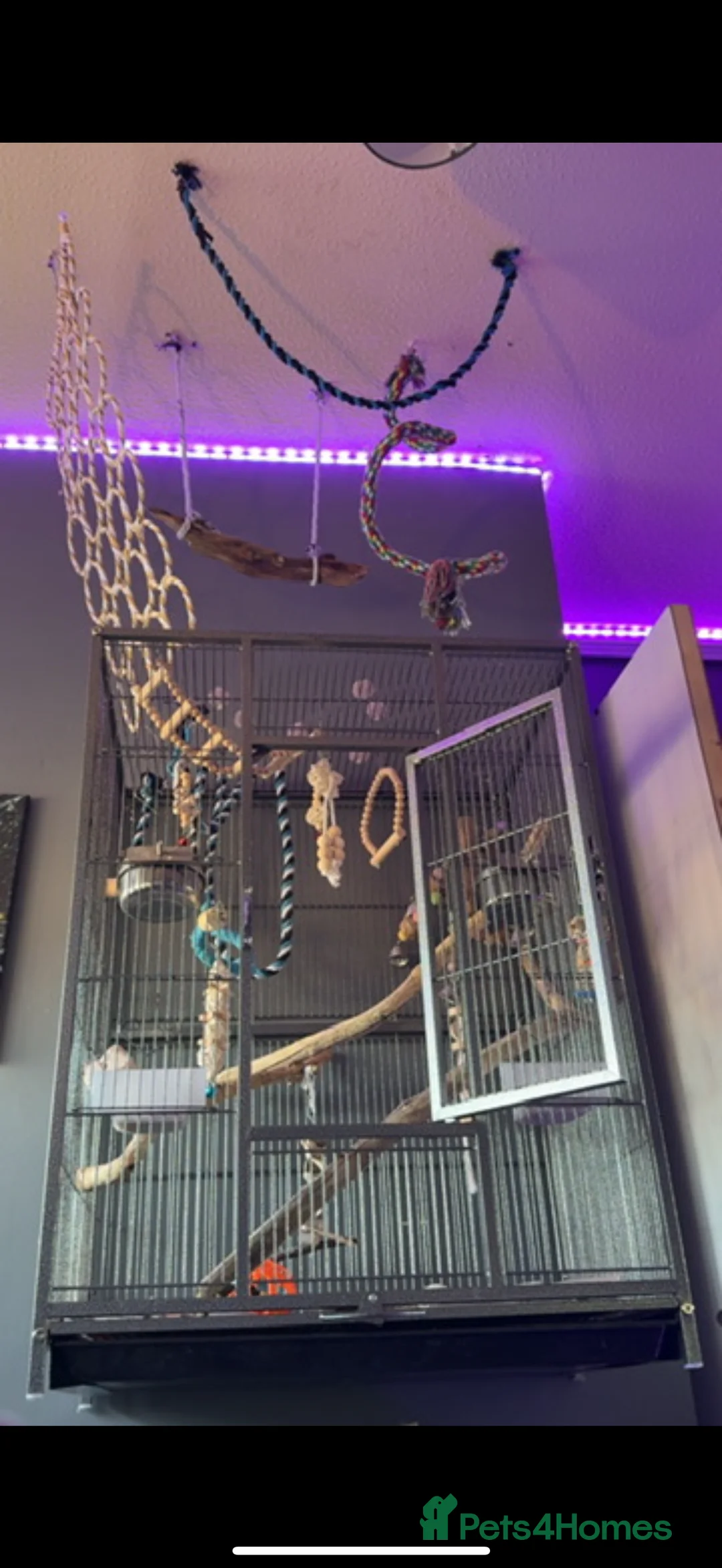 Conures birds for sale: Pineapple conure (read description)  - Advert 2