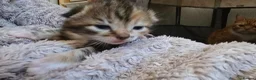 Domestic Shorthair cats for sale: 5 beautiful kittens - Advert 17