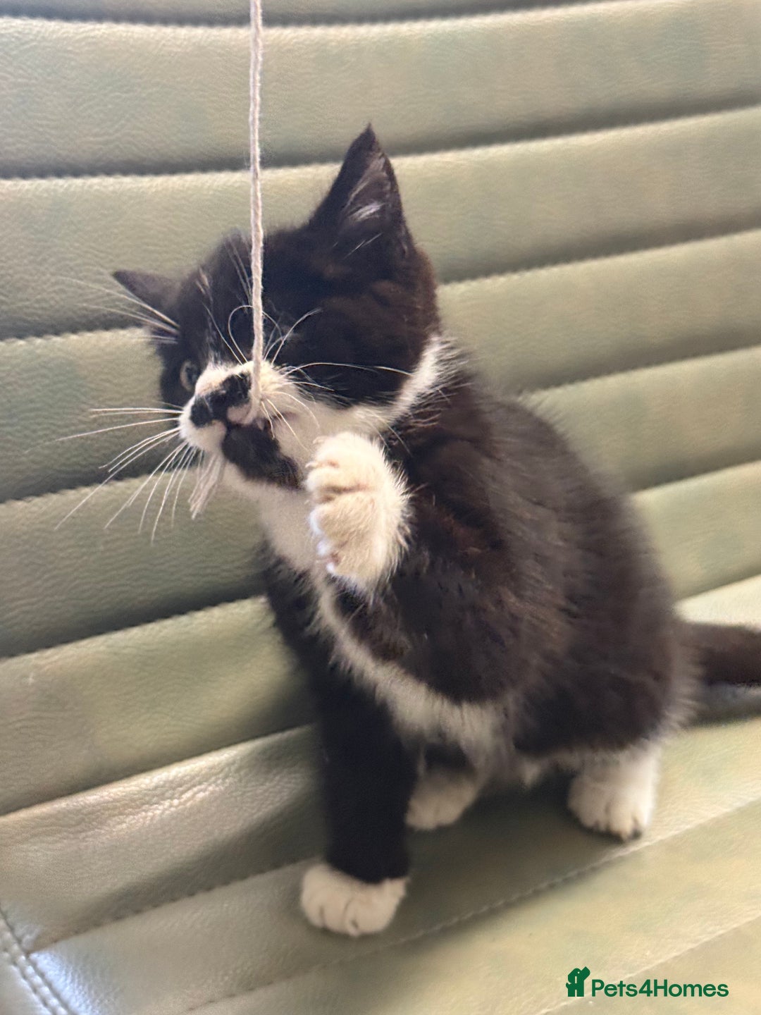 Mixed Breed cats for sale: One little girl ready to leave now - Advert 3