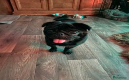 Pug dogs for sale: Black Male Pug 3 years old - Image 3
