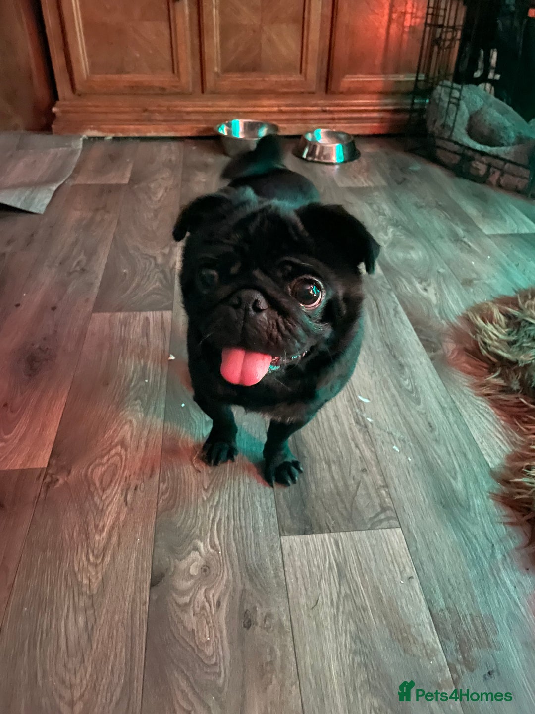 Pug dogs for sale: Black Male Pug 3 years old - Image 3