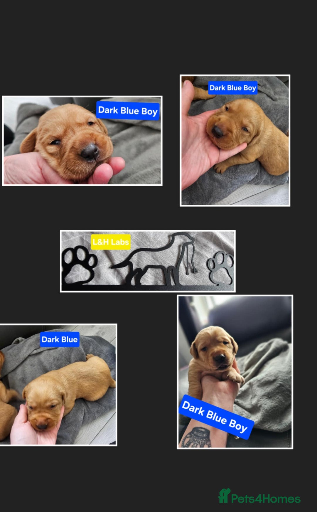 Labrador Retriever dogs for sale: Working lab pups - Image 7