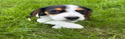 Bocker dogs for sale: Bred From Health Tested Parents - Advert 16