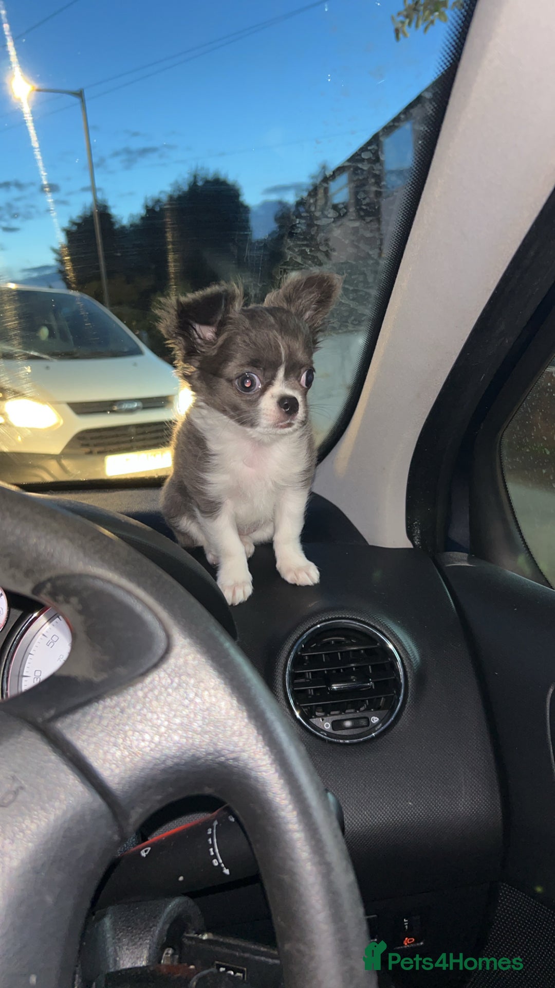 Chihuahua dogs for sale: BLUE AND WHITE LONG HAIRED CHIHUAHUA  - Image 2