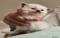 Ragdoll cats for sale: Irresistable Blue Mitted Ragdoll Kittens🙀😻🙀 - Image 9