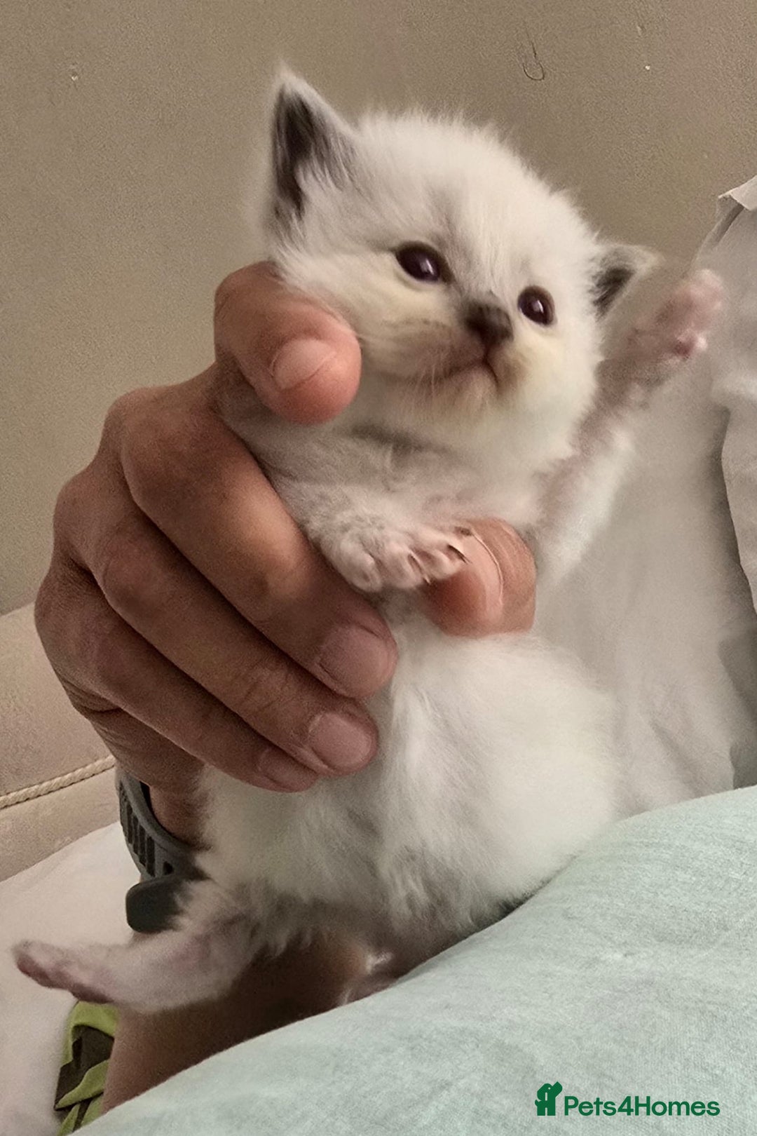 Ragdoll cats for sale: Irresistable Blue Mitted Ragdoll Kittens🙀😻🙀 - Image 9