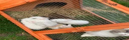 Mixed Breed rabbits for sale: Rabbits - Advert 5