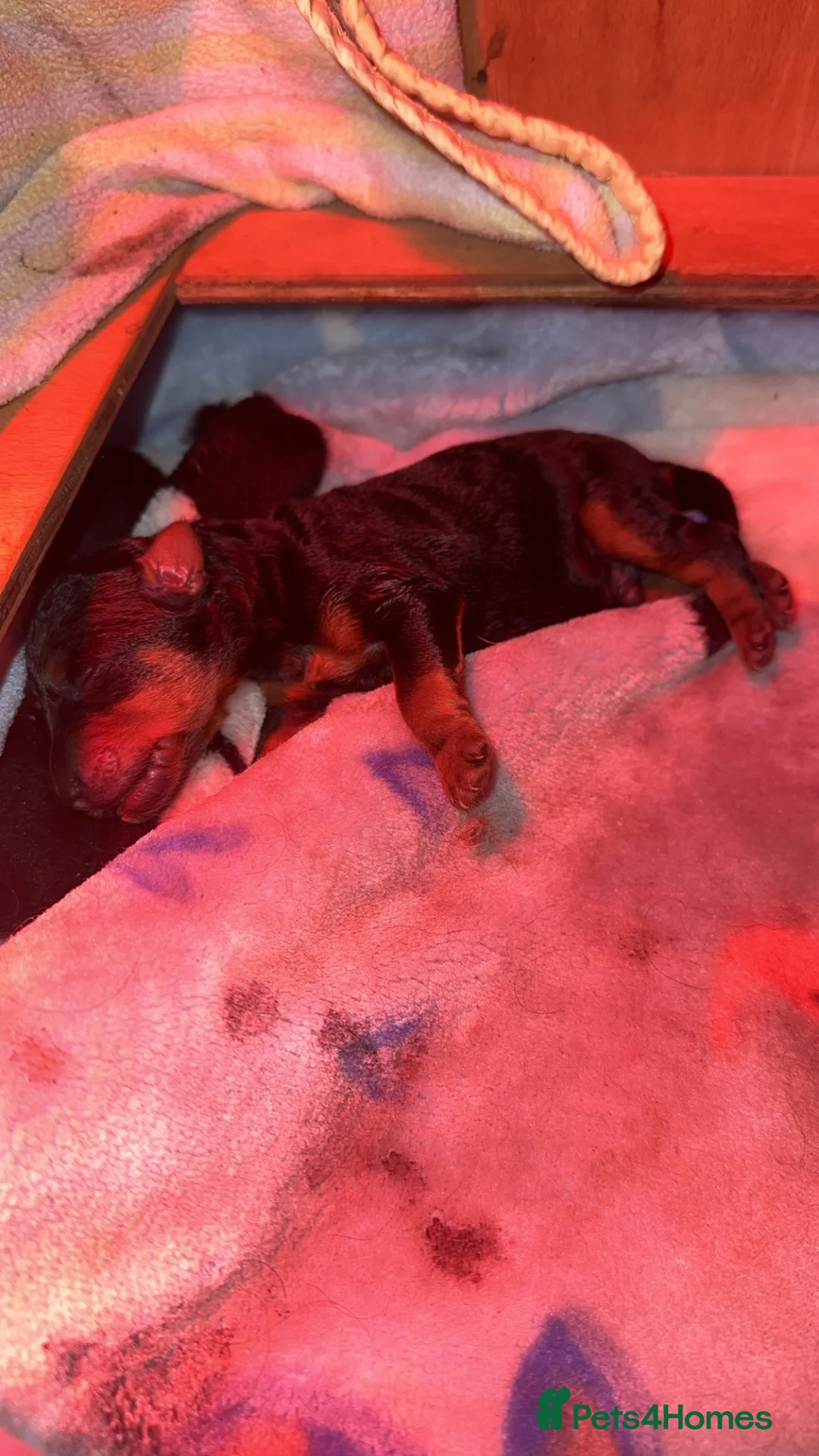 Welsh Terrier dogs for sale: Beautiful litter of Welsh Terrier Pups - Advert 3