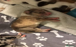 Mixed Breed dogs for sale: Lurcher pups  - Image 3