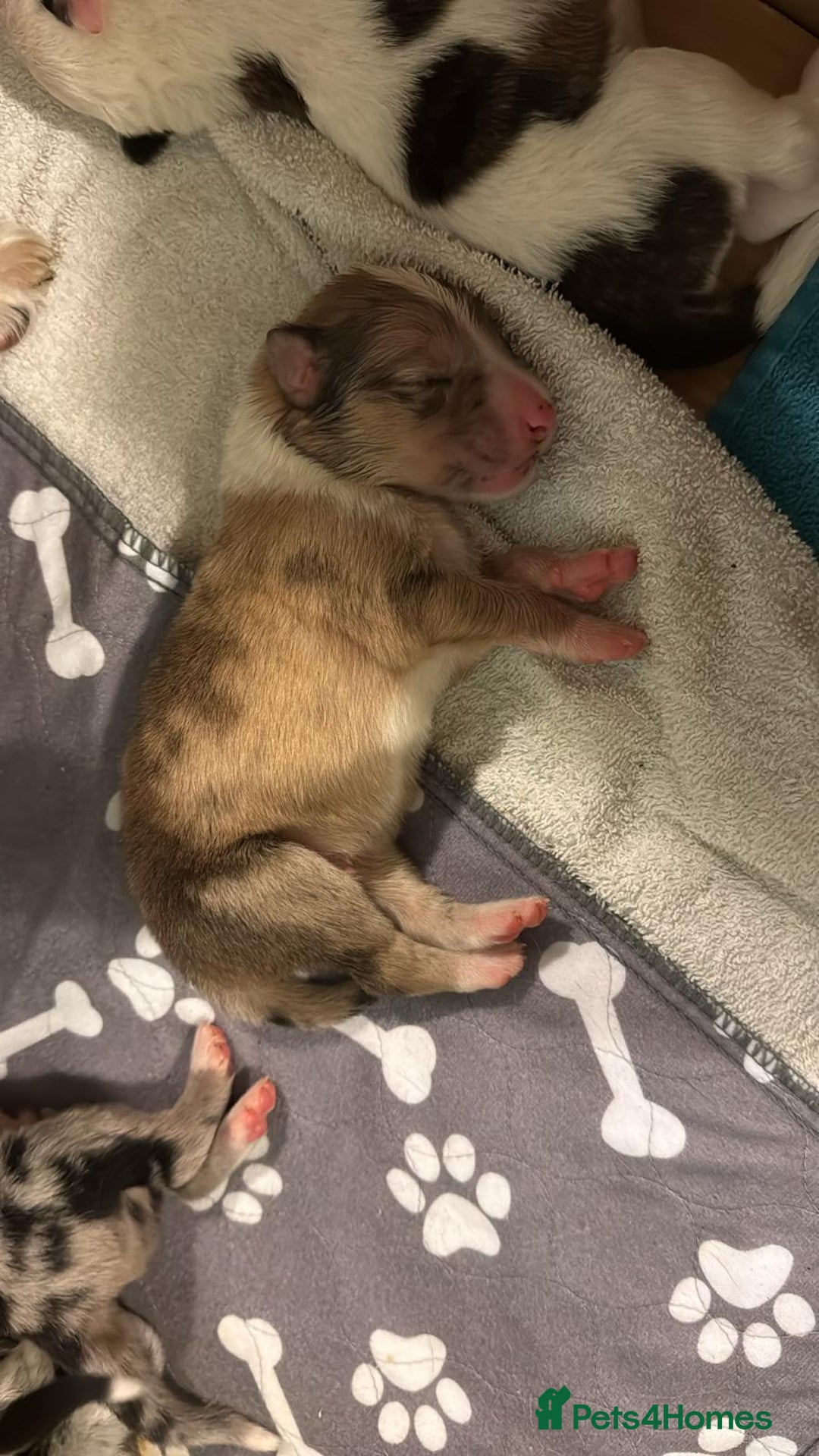 Mixed Breed dogs for sale: Lurcher pups  - Image 3