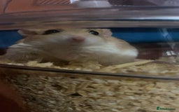 Gerbil rodents for sale: 2 beautiful fat tailed male gerbils - Image 7