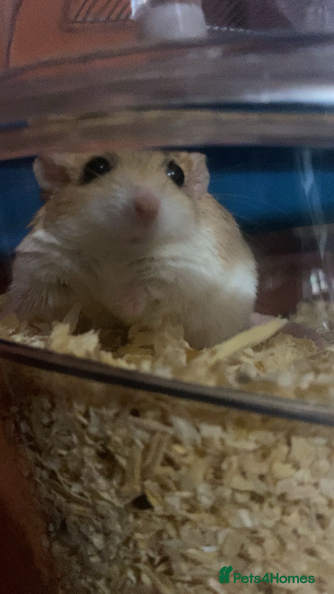 Gerbil rodents for sale: 2 beautiful fat tailed male gerbils - Image 7