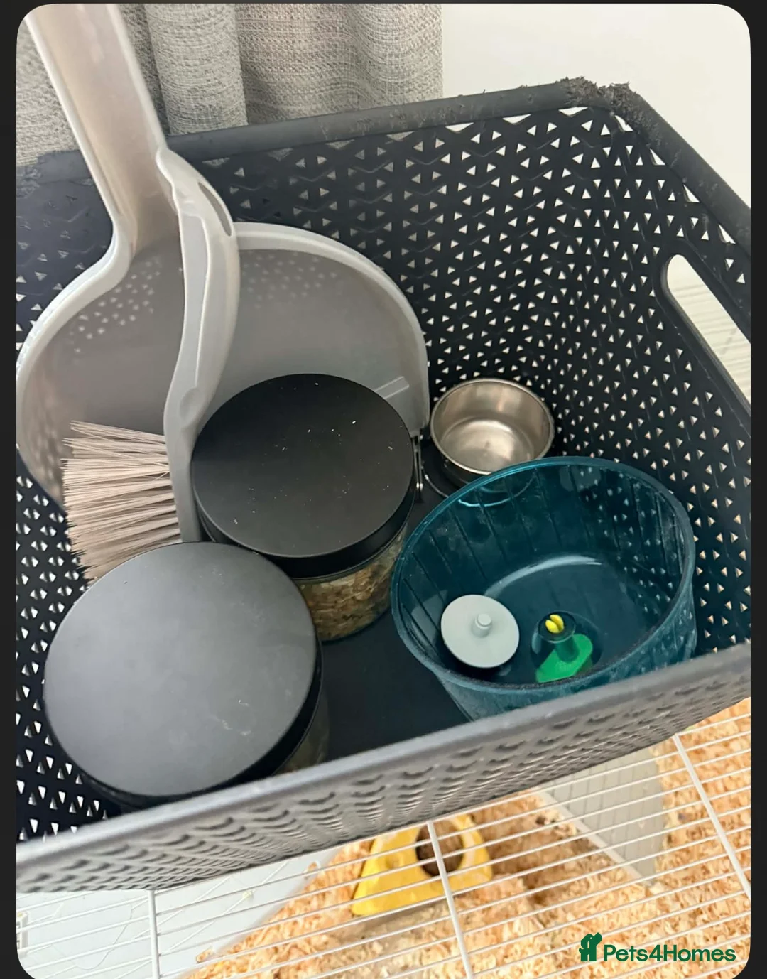 Gerbil rodents for sale: 2 lovely gerbils for sale with cage  - Advert 8