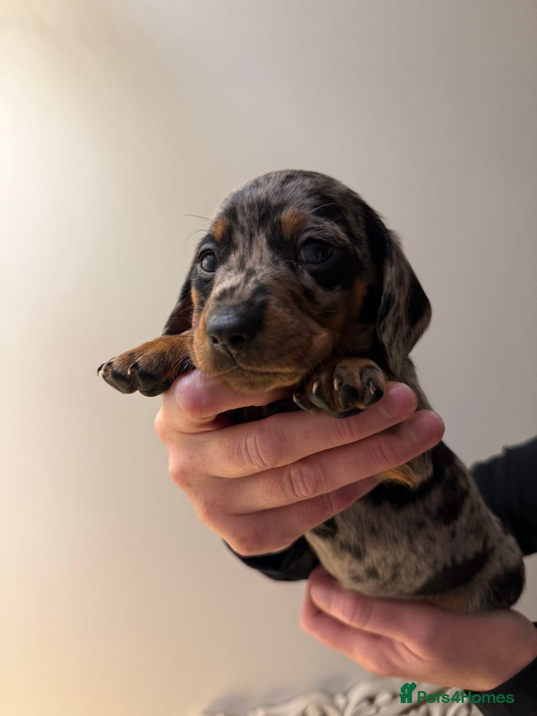 Dachshund dogs for sale: Standard Dachshund Puppies  - Advert 2