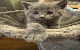 Russian Blue cats for sale: Blue Russian mix - Image 8