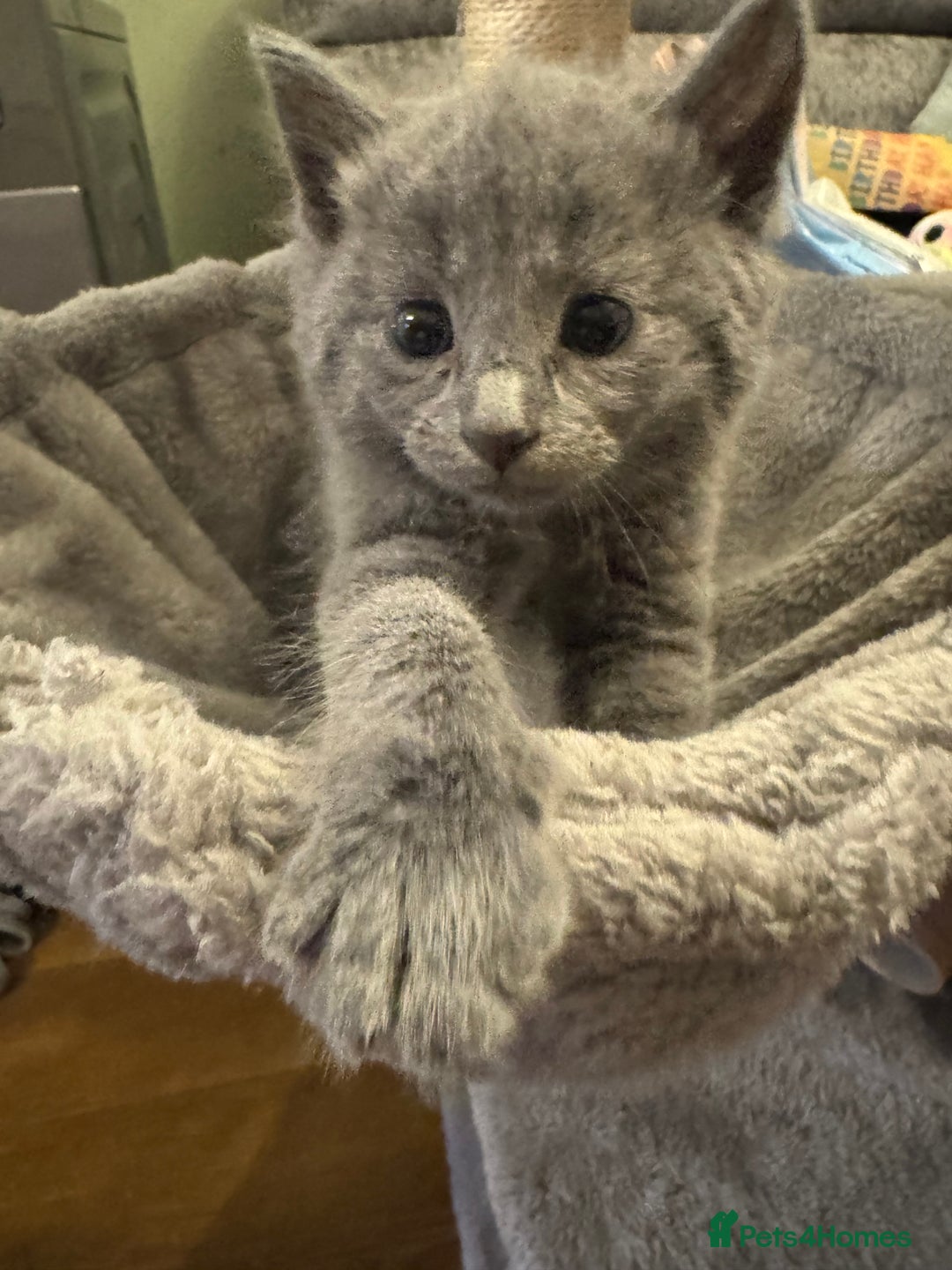 Russian Blue cats for sale: Blue Russian mix - Image 8
