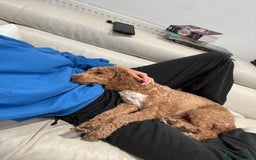 Cockapoo dogs for sale: Beautiful 3 year old female cockapoo - Image 3